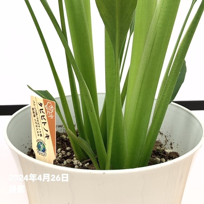 旅人の木（タビビトノキ）7号｜観葉10-TU | 観葉・多肉 | 赤塚植物園