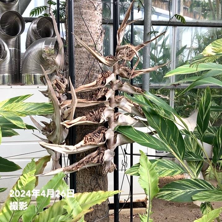 旅人の木（タビビトノキ）7号｜観葉10-TU | 観葉・多肉 | 赤塚植物園