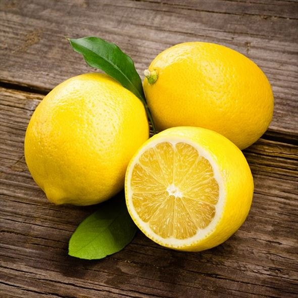 レモン リスボンレモン 4号 1年生苗｜柑橘｜果樹04-PA | 果樹,柑橘