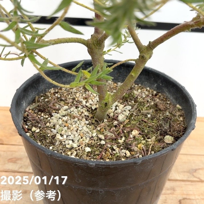 現品お届け】フィリカ プベッセンス ワフトフェザー 7号｜花木10-TU