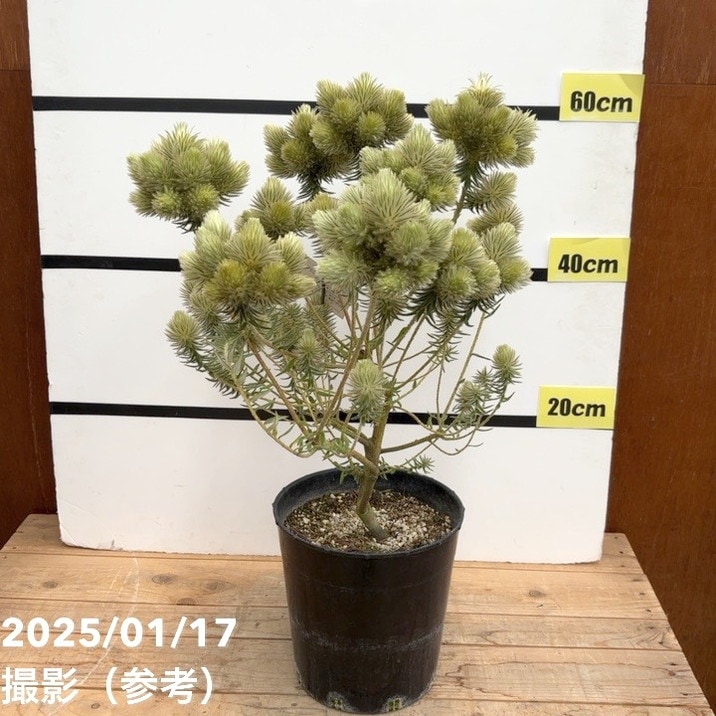 現品お届け】フィリカ プベッセンス ワフトフェザー 7号｜花木10-TU