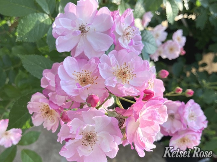 バラ大苗 ラベンダー シルエッタ 6号 京成バラ園芸｜花木04-PA | 花木