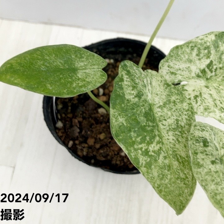 アロカシア バリエガータ バティック 3号ポット｜観葉10-TU | 観葉