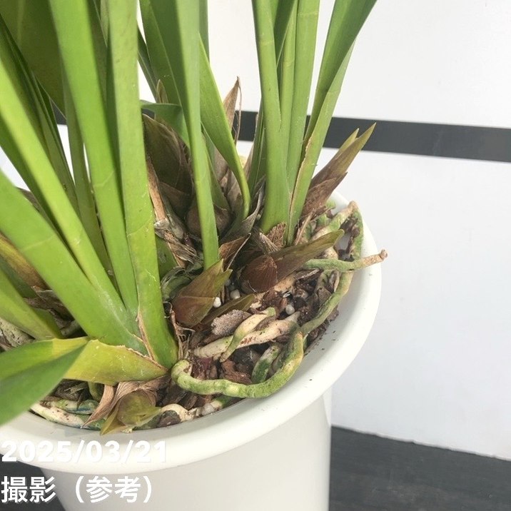 花芽3個＞ミスマフェット 5号ロングプラ鉢｜ミツバチ蘭｜洋蘭10-TU