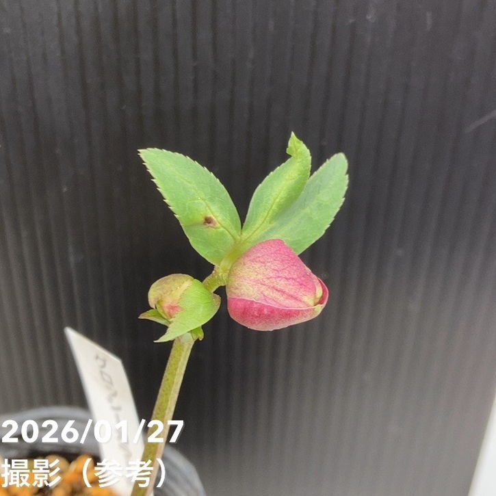 お買い得一点物咲き進み株】加藤農園 クリスマスローズ グロッシー