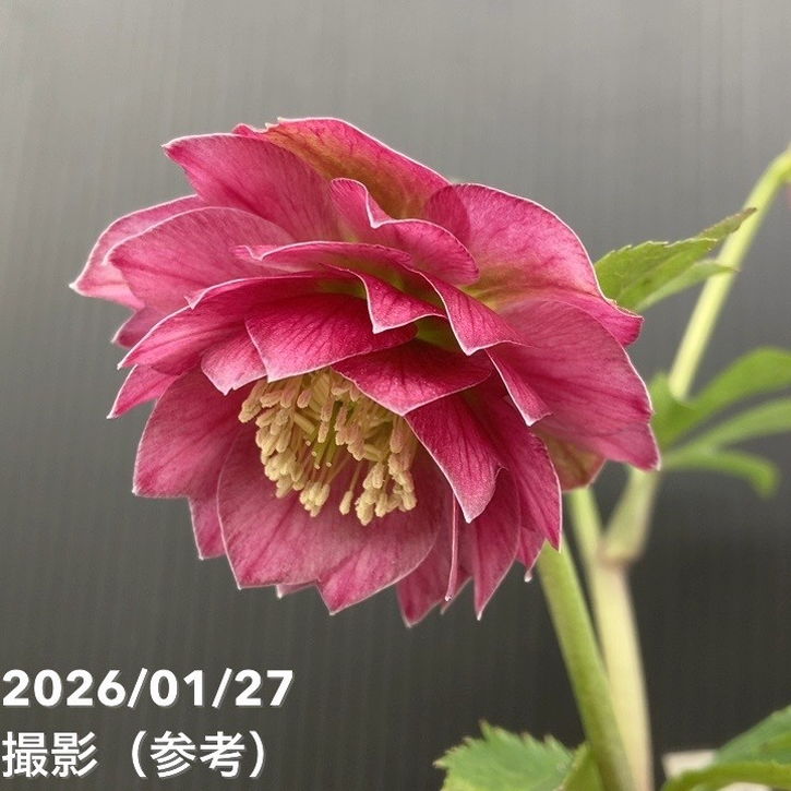 お買い得一点物咲き進み株】加藤農園 クリスマスローズ グロッシー