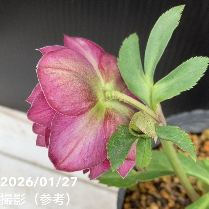 お買い得一点物咲き進み株】加藤農園 クリスマスローズ グロッシー