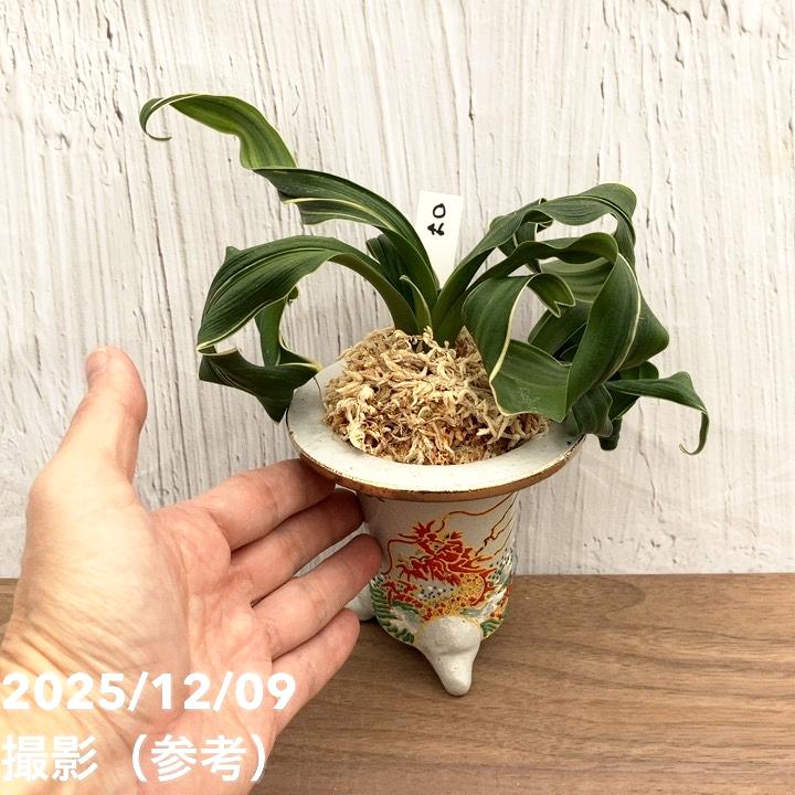 現品お届け】豊明園 万年青 オモト 海龍獅子実生（かいりゅうじし） 龍