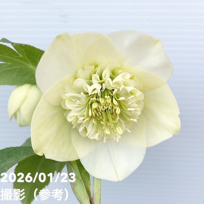 一点物】加藤農園 クリスマスローズ 4.5号（KT49）｜山野04-PA | 草花