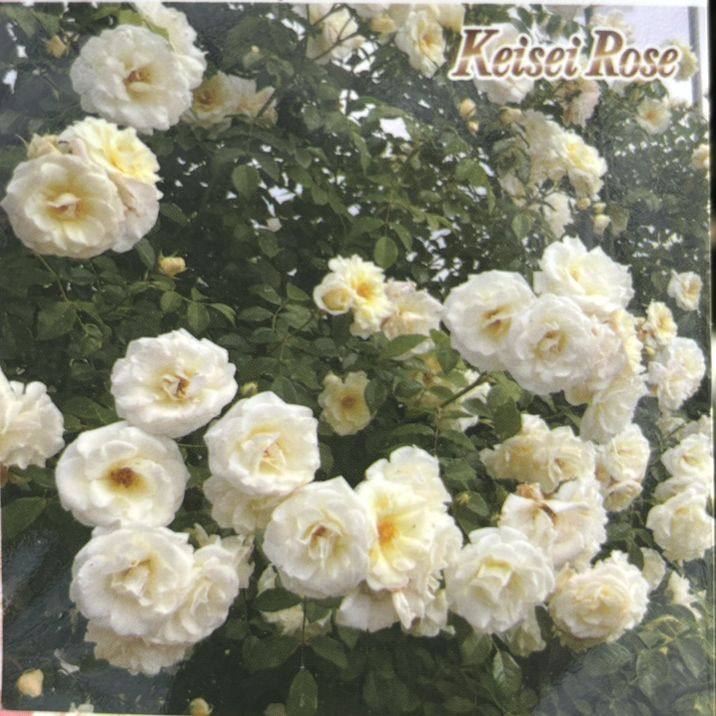 秦森康屯 白バラ 秦森康屯 白バラ 5/18 バラ | 藤沢市長久保公園 都市