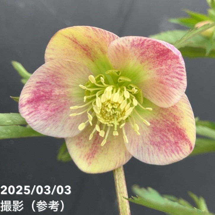 一点物】大和園 クリスマスローズ パステリッシュトレイン 4.5号（YA1