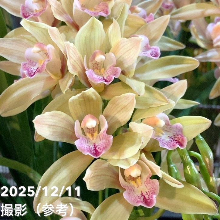 シンビジューム アーチ 7号陶器鉢 3本立 ジョーンテーラー ミリオン