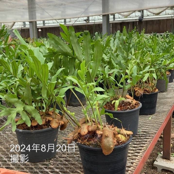 アリ植物 レカノプテリス Lecanopteris 4.5号｜観葉01-D1 | 観葉・多肉