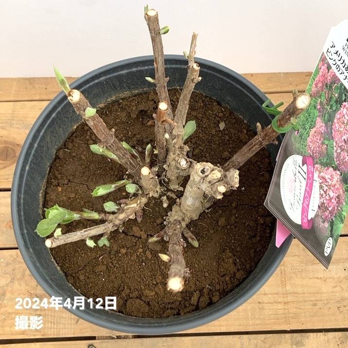 大株＞アメリカあじさい ピンクのアナベル2 7号 PVP｜花木10-TU | 花木