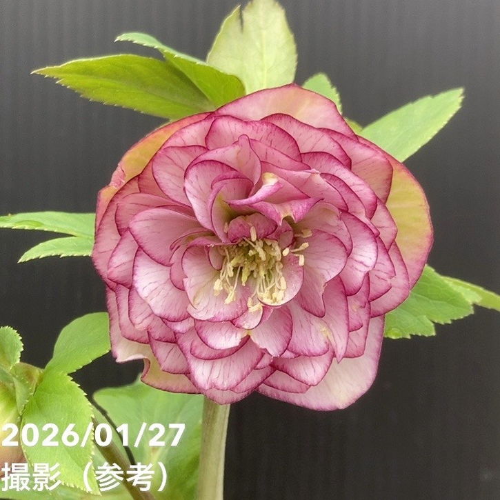 お買い得一点物咲き進み株】加藤農園 愛幸花丸姫 クリスマスローズ 毬