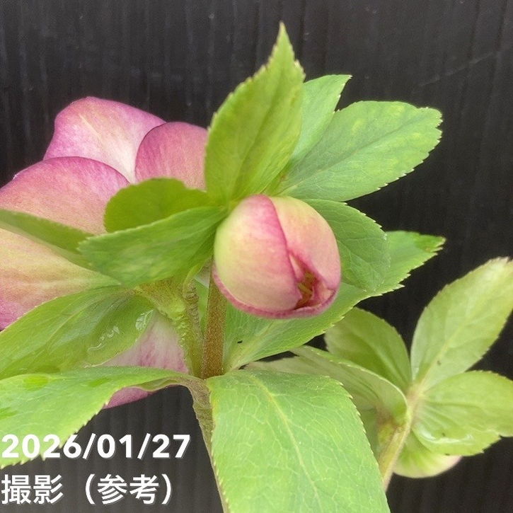 お買い得一点物咲き進み株】加藤農園 愛幸花丸姫 クリスマスローズ 毬