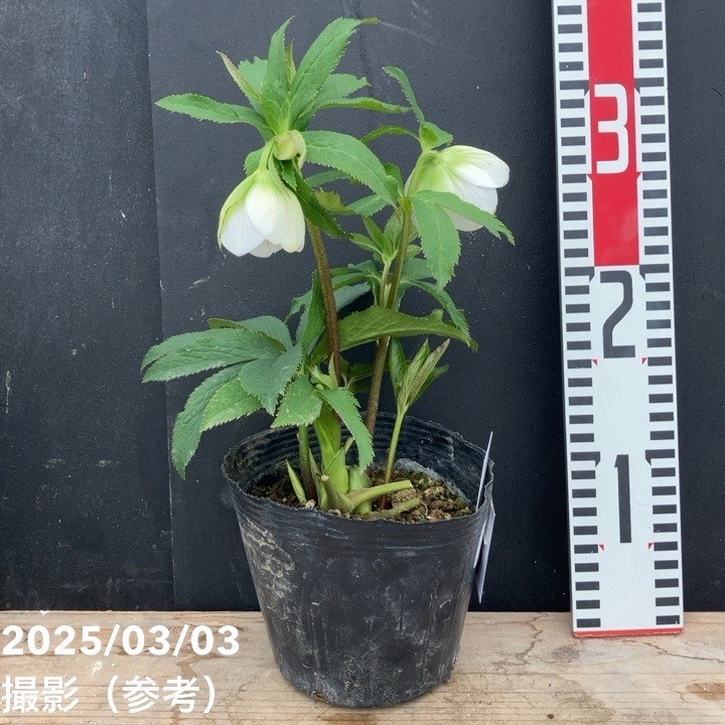 一点物】大和園 クリスマスローズ オリジナル交配種 4.5号（YA3