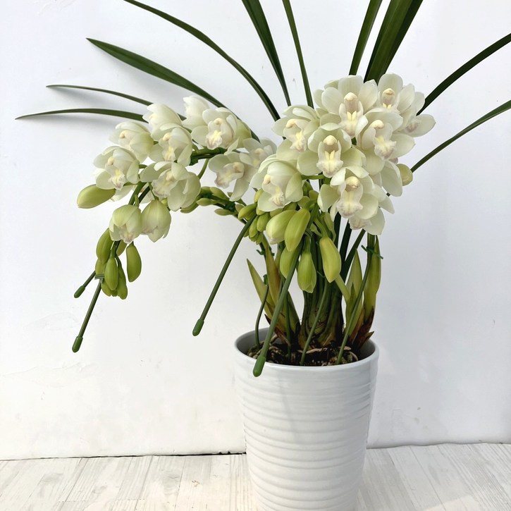 テーブルシンビジューム 白系 3本立アーチ 5号 ※お届けに10日程度