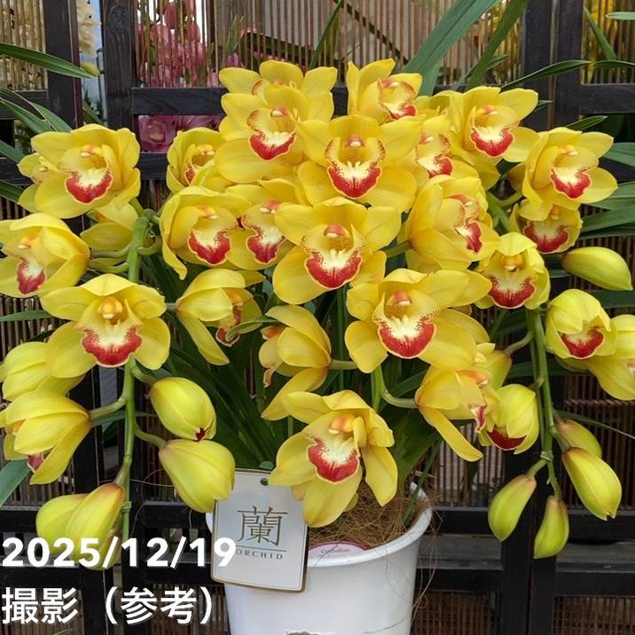 ☆シンビジューム☆CYM あんみつ姫☆アーチ☆陶器7号鉢☆5F