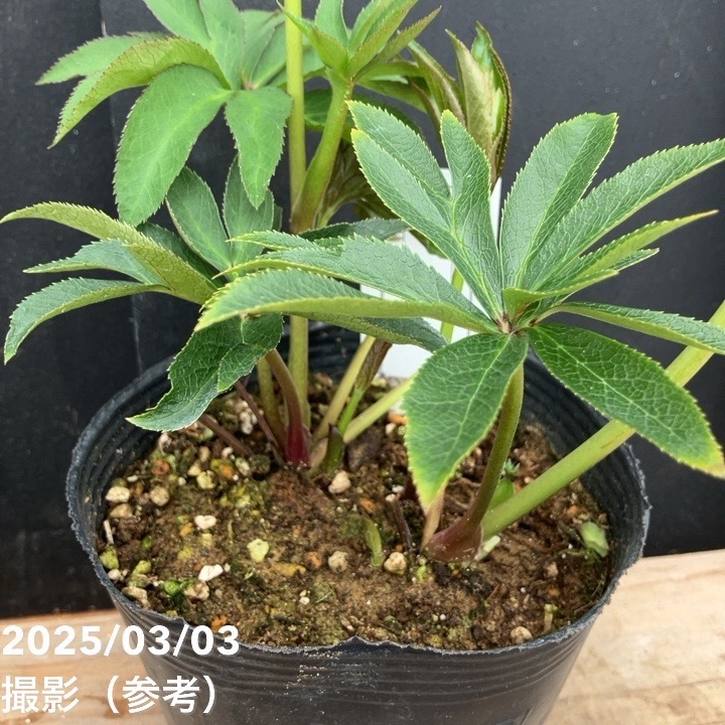 一点物】大和園 クリスマスローズ オリジナル交配種 4.5号（YA4