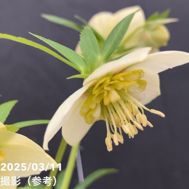 一点物】堀切園 クリスマスローズ ウィンターシンフォニー 静（シズカ