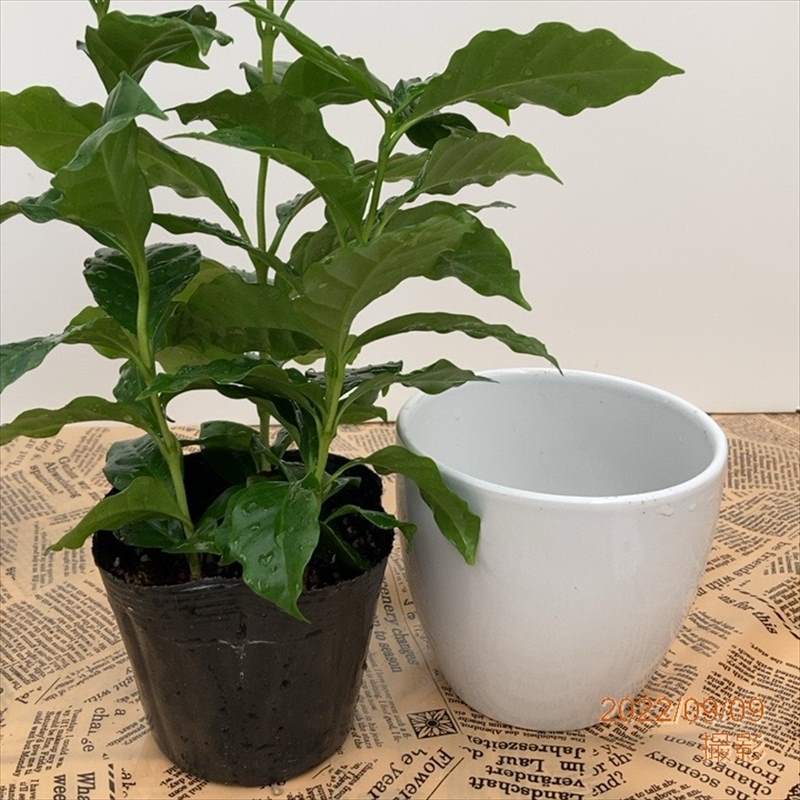 コーヒーの木 4号（3本植え）白陶器鉢｜観葉02-D2 | 観葉・多肉