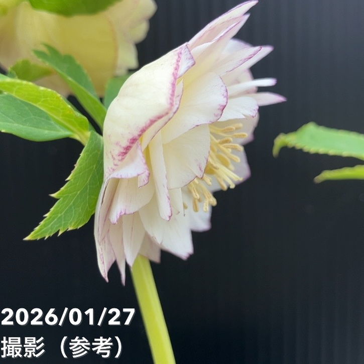 お買い得一点物咲き進み株】加藤農園 クリスマスローズ グラデーション