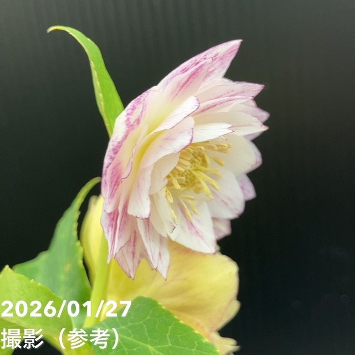 お買い得一点物咲き進み株】加藤農園 クリスマスローズ グラデーション