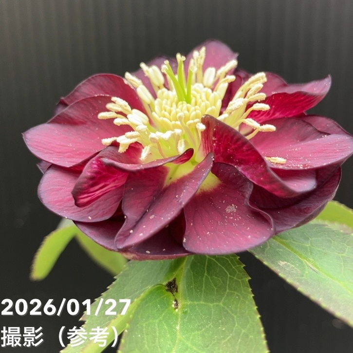 お買い得一点物咲き進み株】加藤農園 愛幸花丸姫 クリスマスローズ 毬