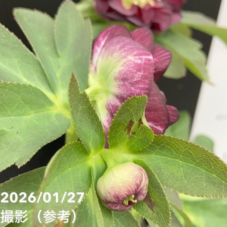 お買い得一点物咲き進み株】加藤農園 愛幸花丸姫 クリスマスローズ 毬