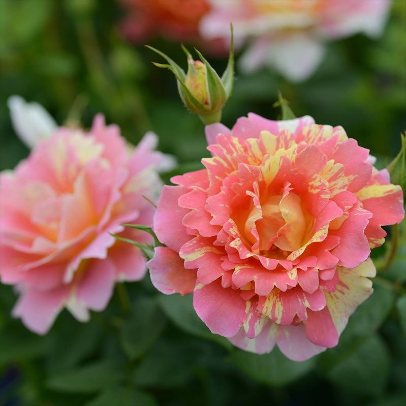 バラ大苗 ポール・セザンヌ 7号 Delbard デルバール｜花木04-PA | 花木