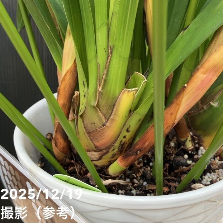 ☆シンビジューム☆CYM あんみつ姫☆アーチ☆陶器7号鉢☆5F