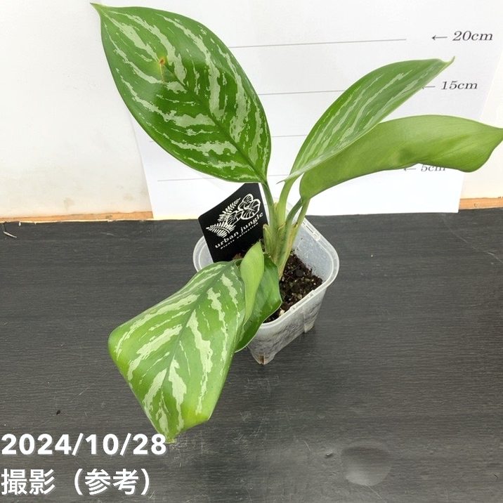 アグラオネマ 二ティドゥーム カーティシー 管理番号0011 アグラオネマ