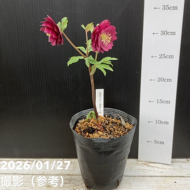 一点物】加藤農園 クリスマスローズ グロッシーカラー 4.5号（KT59