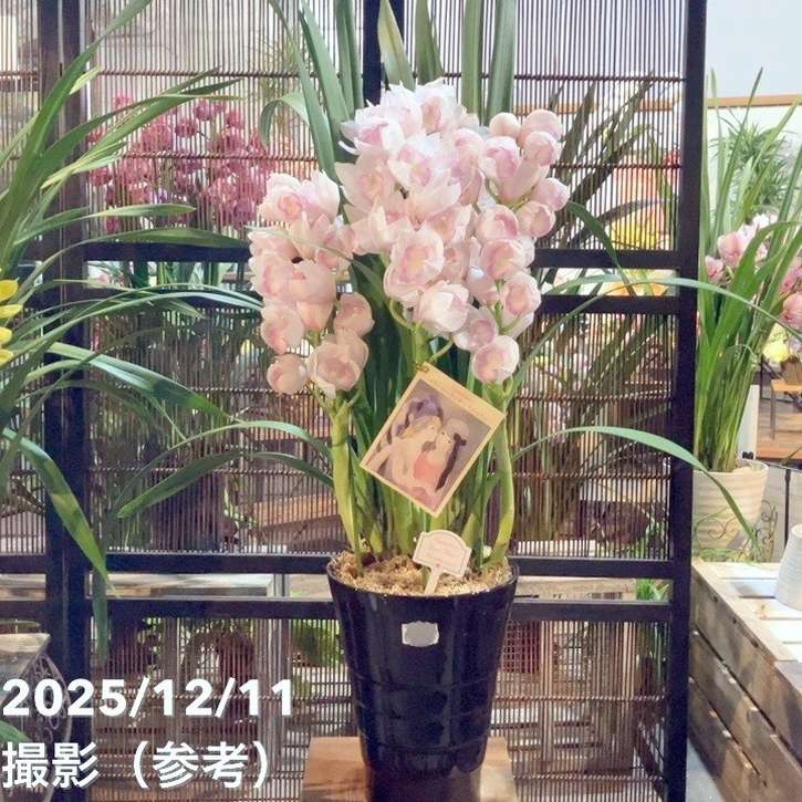 シンビジューム 8号 陶器鉢 4本立 マリーローランサン｜s200｜洋蘭04