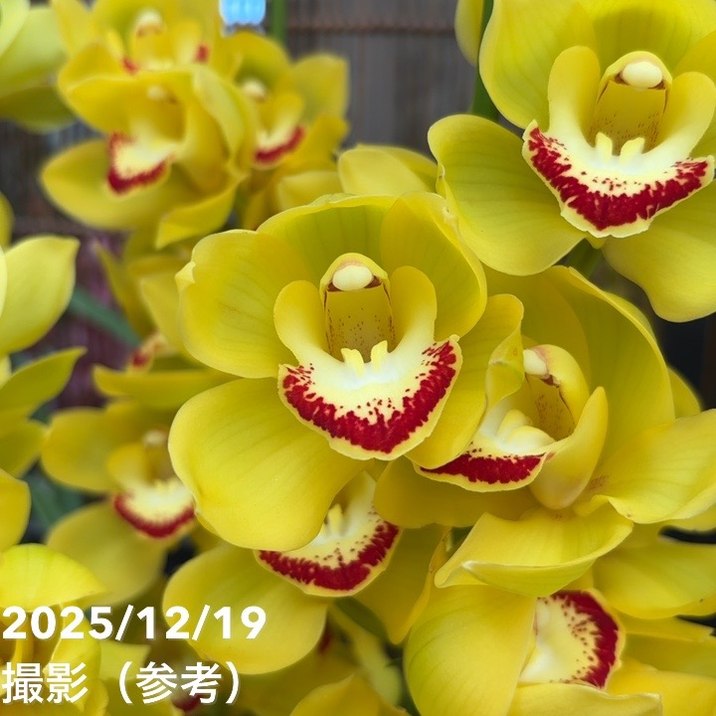 シンビジューム 6号プラ鉢 5本立 スプリングナイト ディープインパクト