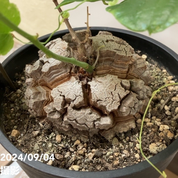 現品お届け】亀甲竜 キッコウリュウ ディオスコレア エレファンティ