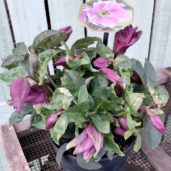 ムック様ご購入苗㉖-114㉖-115クリスマスローズ ムック様ご購入苗㉖