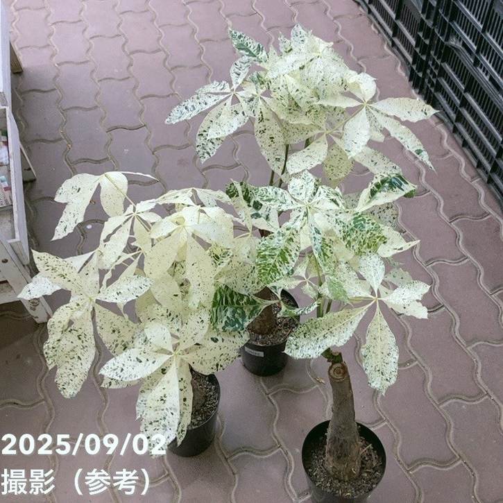 斑入りパキラ ミルキーウェイ 5号｜観葉04-PA | 観葉・多肉,パキラ