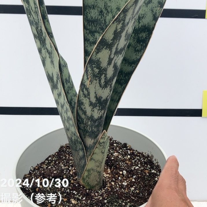 現品お届け】サンスベリア 7号 アブリティアナ 白プラ鉢仕様（S96