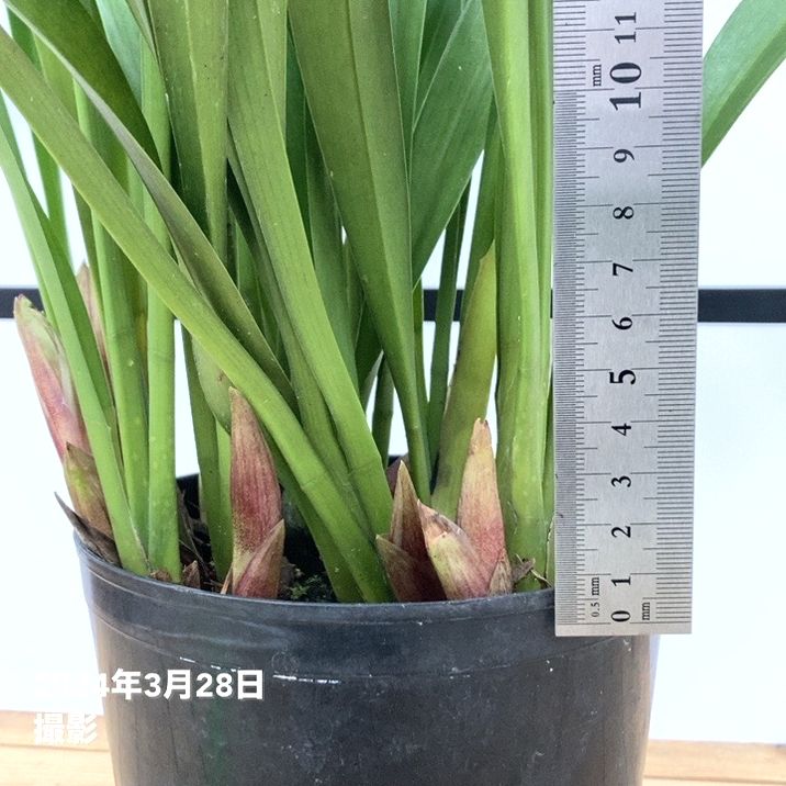 極上】＜花芽8個以上＞ミスマフェット 5号｜ミツバチ蘭｜洋蘭10-TU