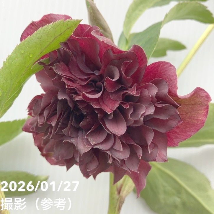 一点物】横山園芸 クリスマスローズ プリマドレス 4.5号（YK1）｜山野