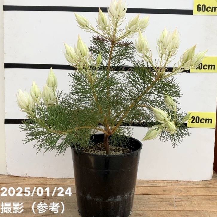 現品お届け】セルリア ブラッシングブライド 7号｜花木10-TU | 花木