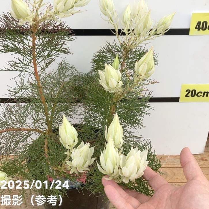 現品お届け】セルリア ブラッシングブライド 7号｜花木10-TU | 花木