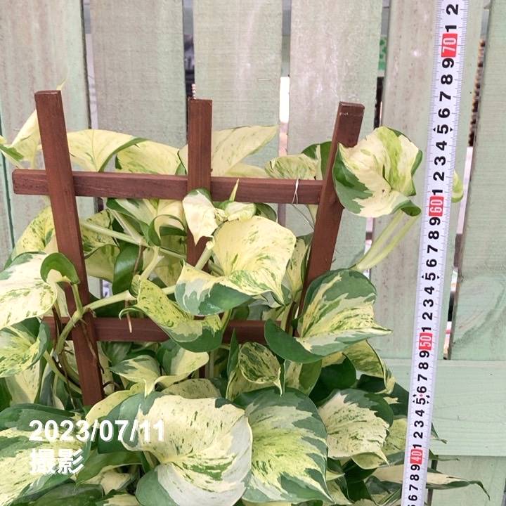 ポトスステータス 7号 ラティス仕立て PVP｜観葉04-PA | 観葉・多肉