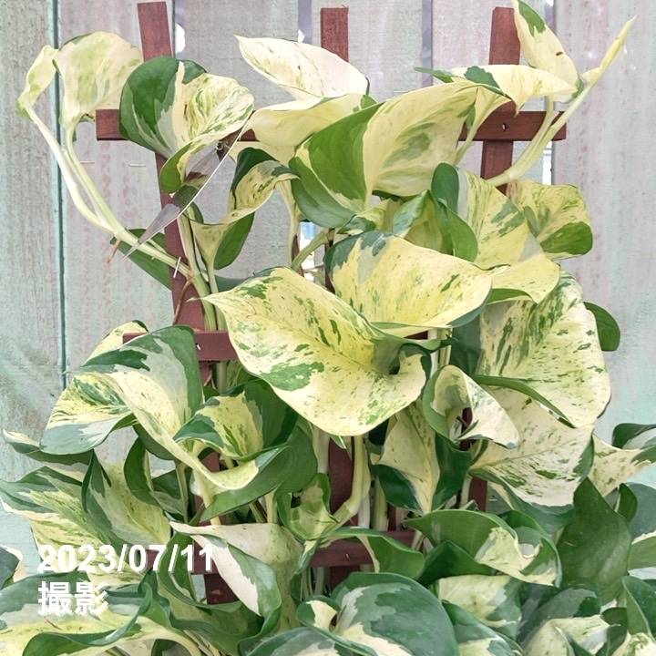 ポトスステータス 7号 ラティス仕立て PVP｜観葉04-PA | 観葉・多肉