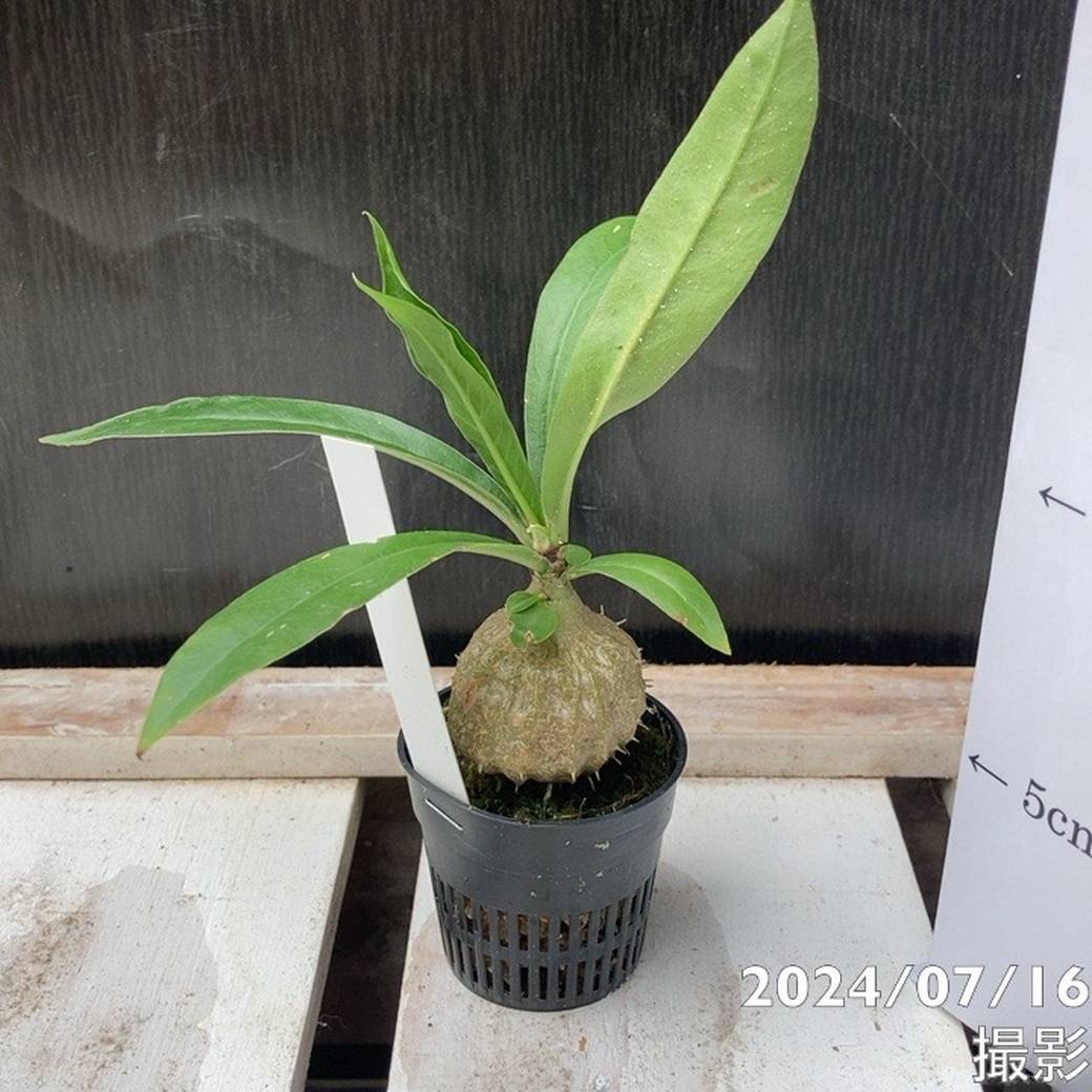 現品お届け】アリ植物 ミルメコディア Myrmecodia schlechteri subsp
