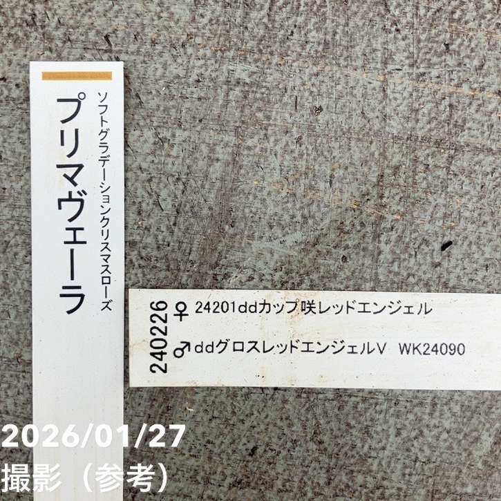 一点物】加藤農園 ソフトグラデーションクリスマスローズ