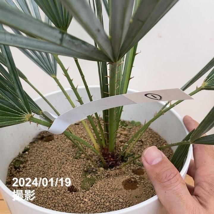 現品お届け】チャメロプス フミリス セリフェラ 7号（1）｜花木04-PA