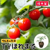 てしまの苗】 ミニトマト苗 オレンジ千果 断根接木苗 9cmポット 野菜苗